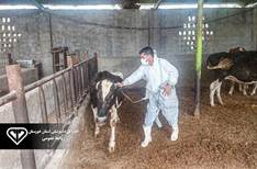 اجرای واکسیناسیون ۳ هزار رأس دام سنگین علیه سویه جدید بیماری تب برفکی در امیدیه